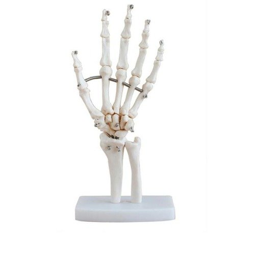 Skelet hnd - anatomisk model i plast