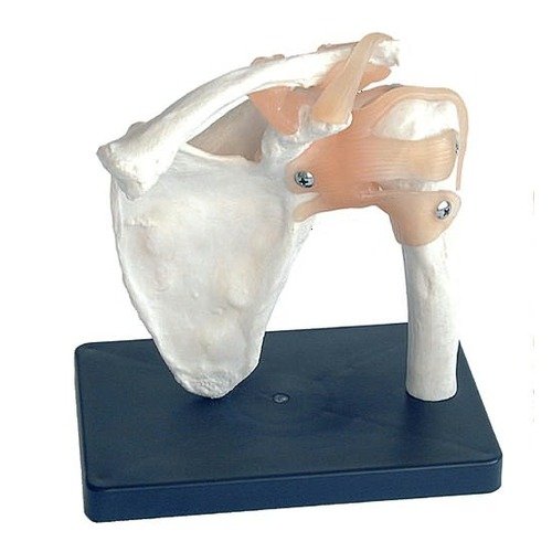Skelet skulder - anatomisk model i plast