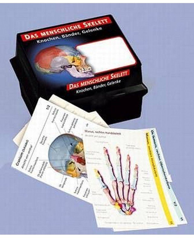 Anatomikort - skeletsystemet