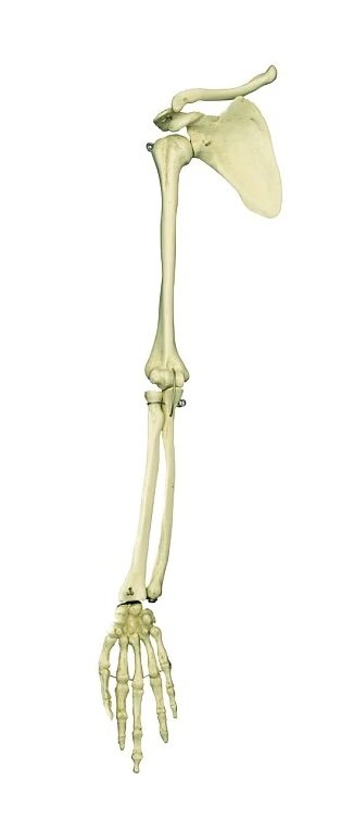 Skeletarm med skulderblad